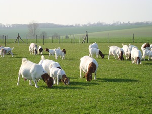 grazing goats march